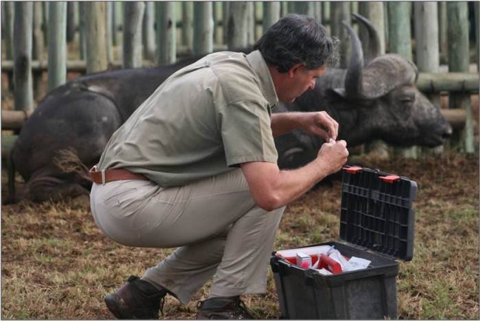 A vet nearby a resting buffalo
