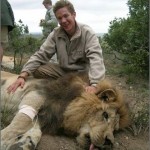 A volunteer at the Shamwari Conservation Experience with a sedated lion