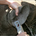 A Shamwari vet treats a rhinoceros ear