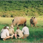 Vets and volunteers monitor rhinos from nearby