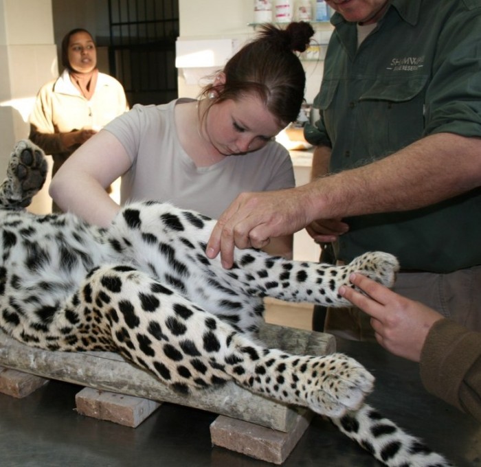 A volunteer works on treating a leopard