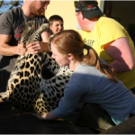 Volunteers transport a leopard