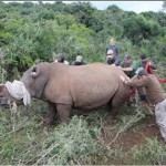 Veterinary students work with vets to try to move a rhino
