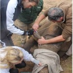 Veterinary students work to treat a rhino with a Shamwari vet