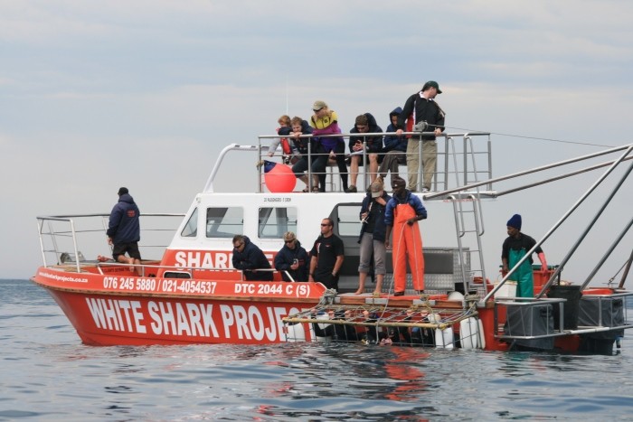 Volunteers aboard a shark boat watch on as their peers get dunked under the water in a shark cage