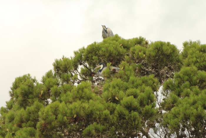 Two black headed heron at the Shamwari Conservation Experience