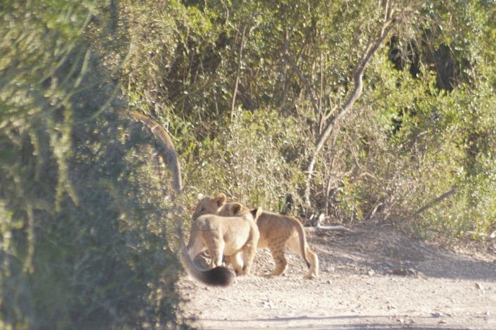 lion cubs in northern pride