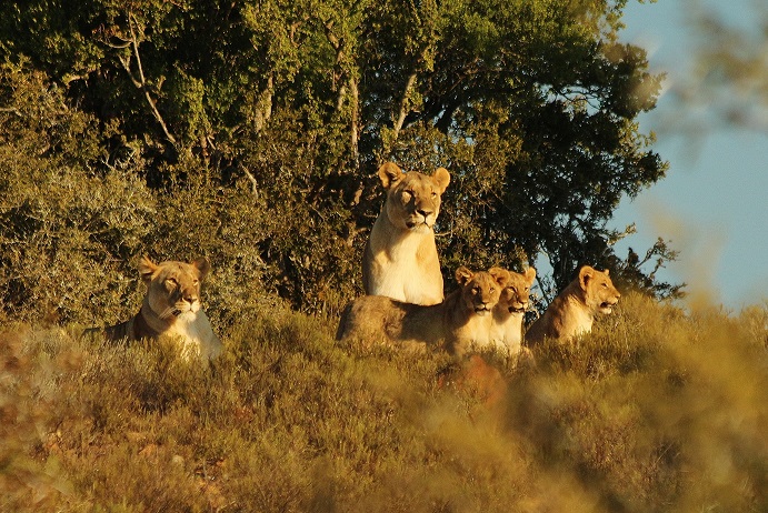 Lion cubs