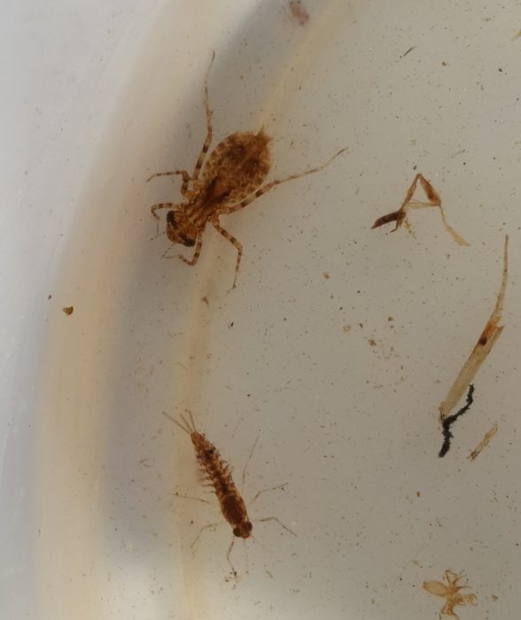June Two macroinvertebrate species found this month