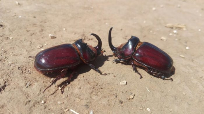 rhino-beetles